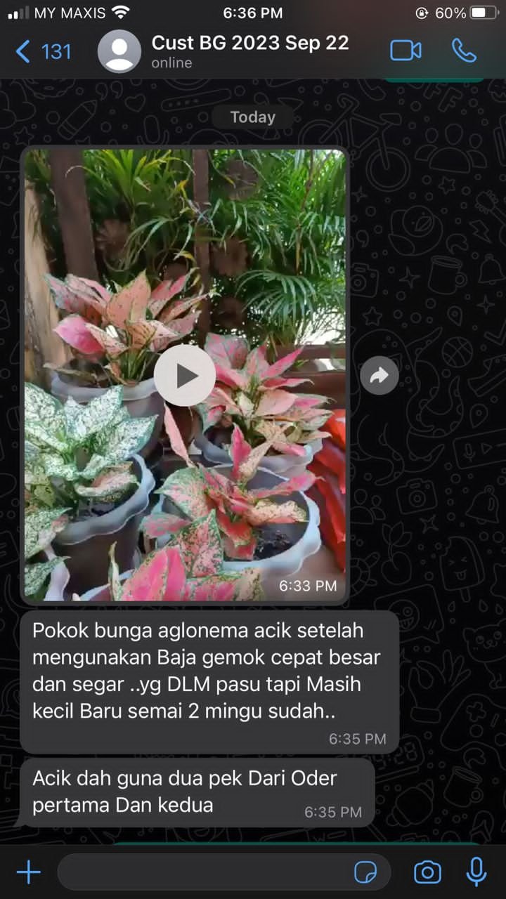 "Pokok aglonema cepat besar"