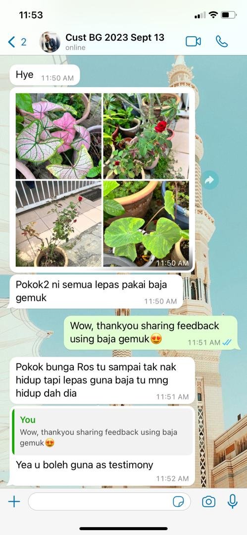 "Pokok ros dah nak mati, hidup kembali"