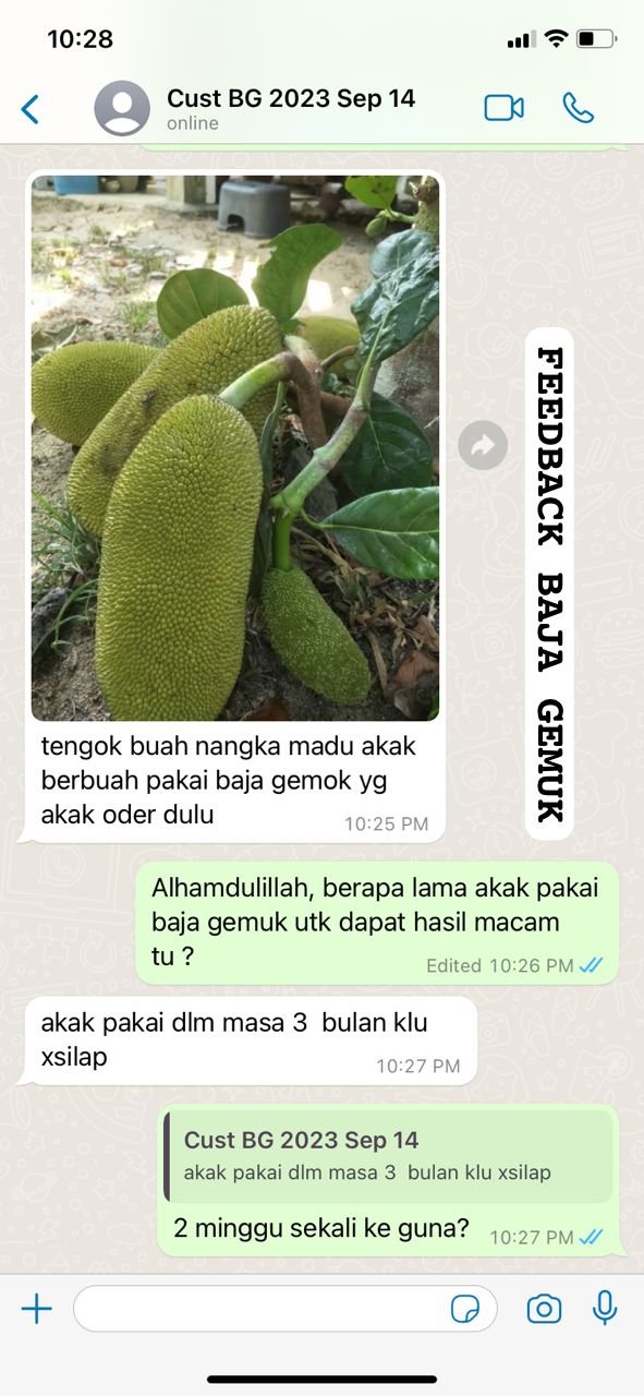 "Nangka berbuah gemok"